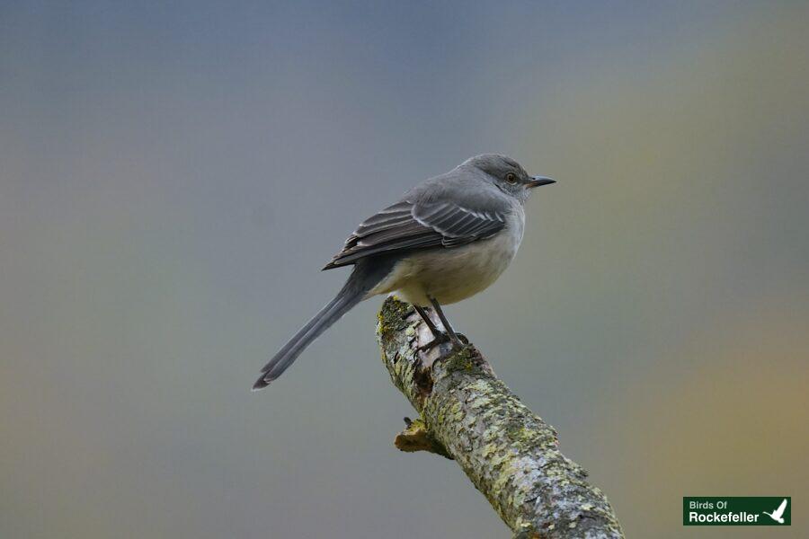 A gray bird perched on a branch with a blurry background.