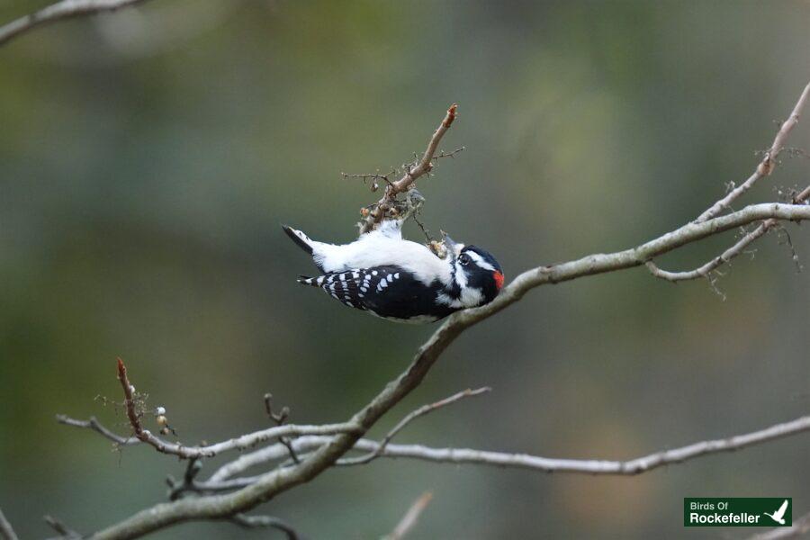 A white-throated woodpecker perched on a branch.