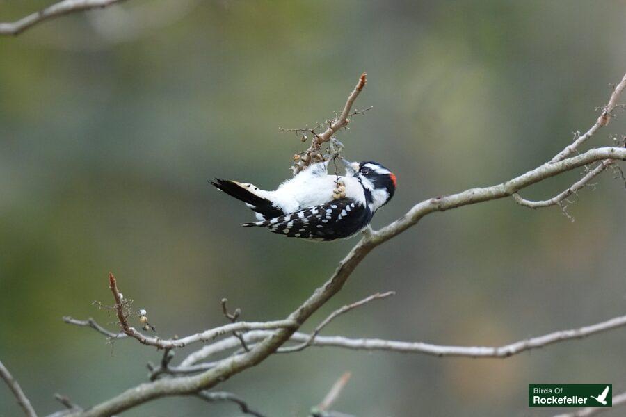 A white-throated woodpecker perched on a branch.