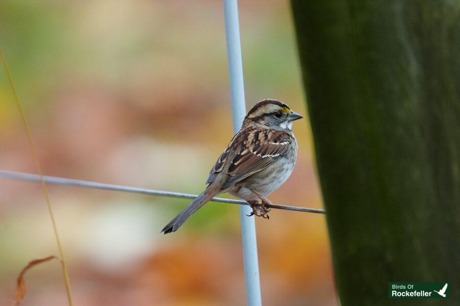 A bird perched on a wire.