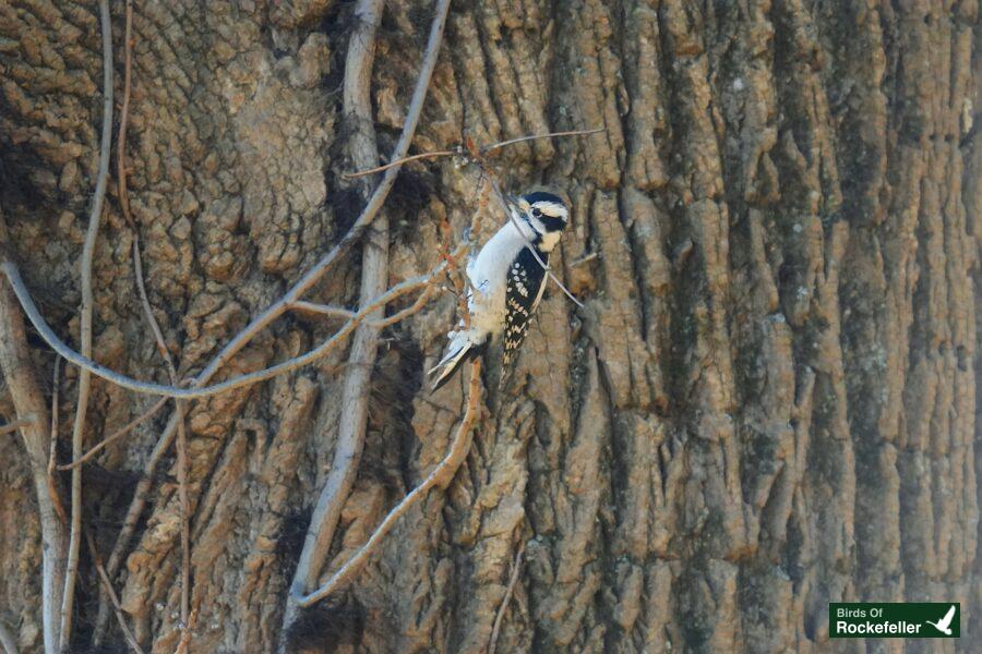 A bird perched on a tree trunk.