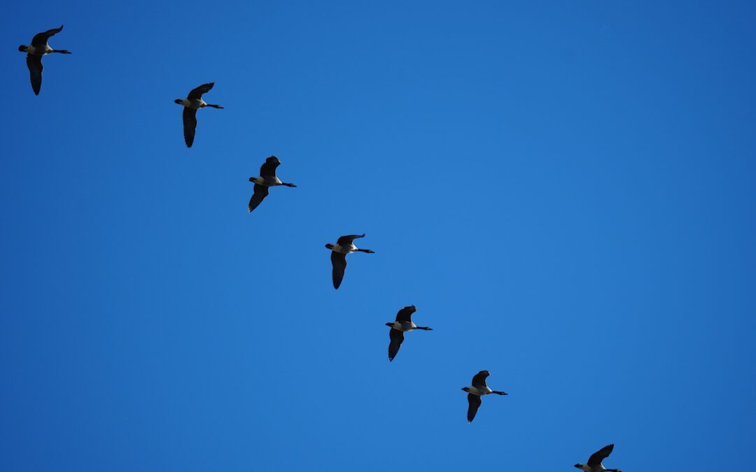 Canada Geese – Rockefeller State Park Preserve