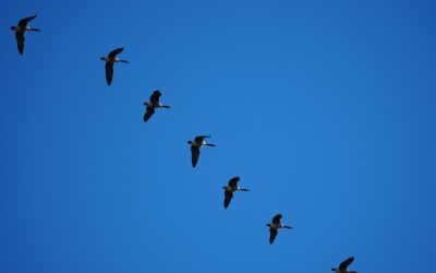 Canada Geese – Rockefeller State Park Preserve