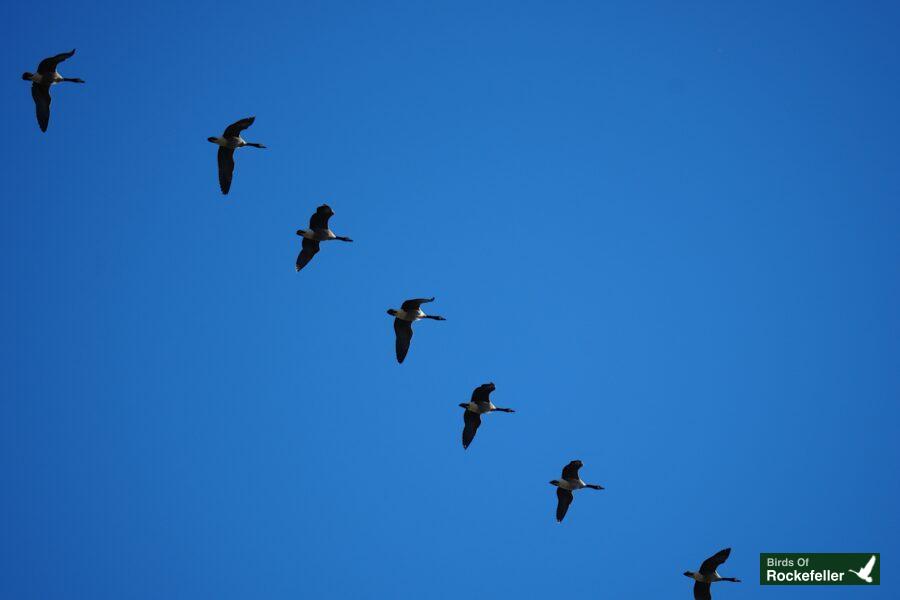 A group of birds flying in a blue sky.