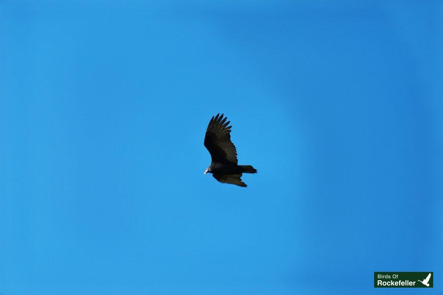 A bird flying in a blue sky.