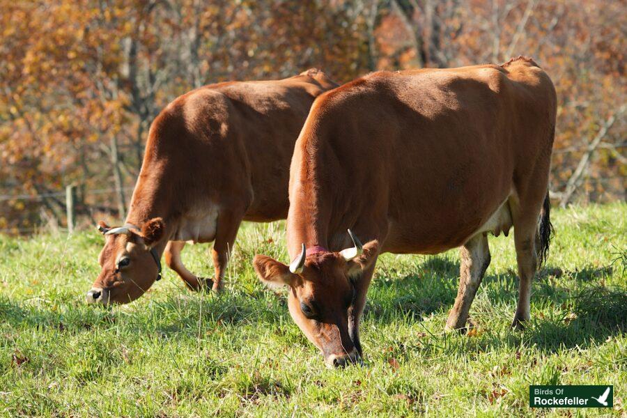 Two brown cows grazing in a field.