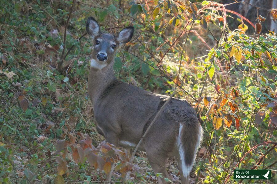 A white tailed deer is standing in the woods.