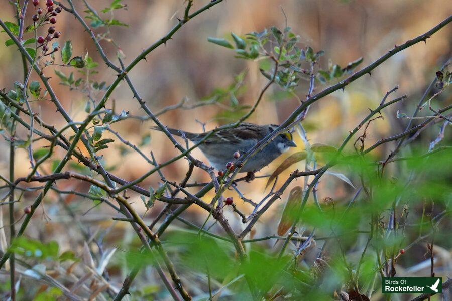 A small bird perched on a branch with berries.