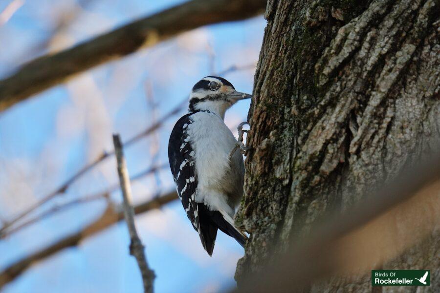 A white and black woodpecker perched on the side of a tree.