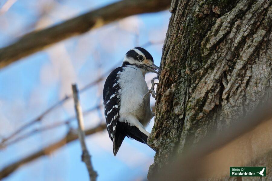 A white and black woodpecker perched on a tree.