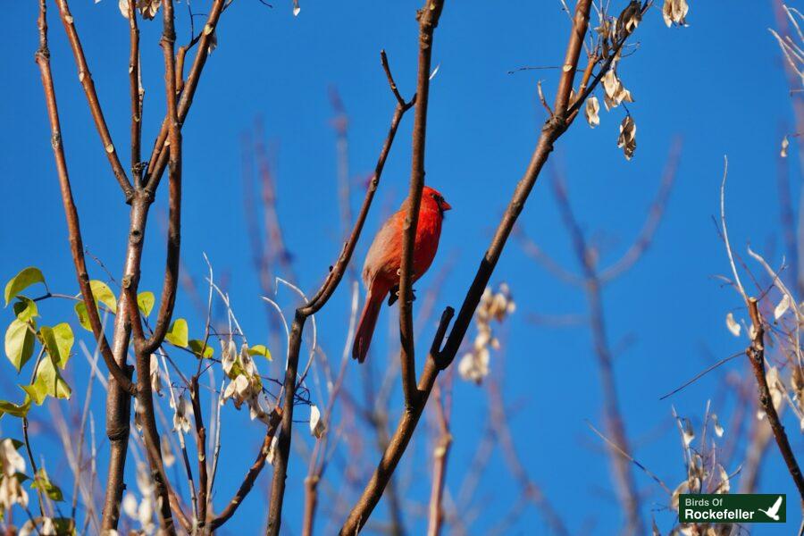 A red cardinal perched on a tree branch.