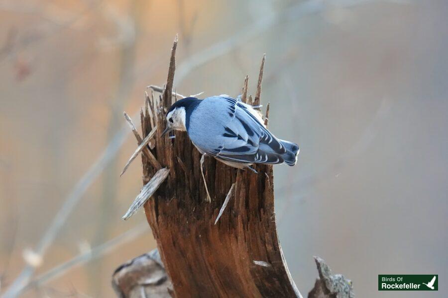 A bird perched on top of a dead tree stump.