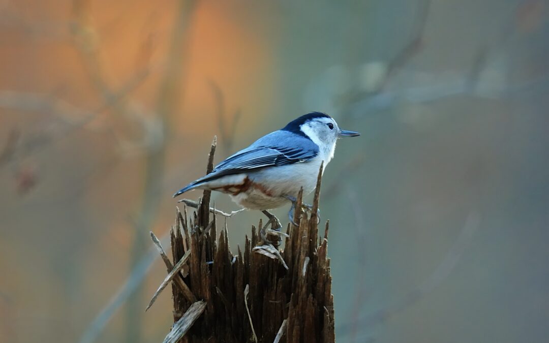 White-breasted Nuthatch – Rockefeller State Park Preserve