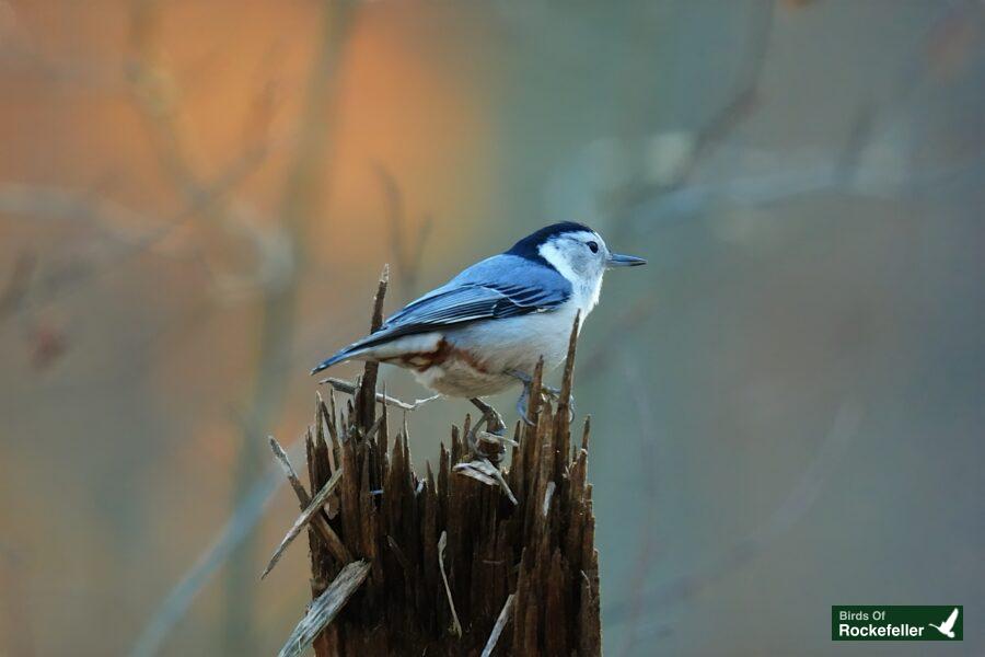 A bird is sitting on top of a tree stump.