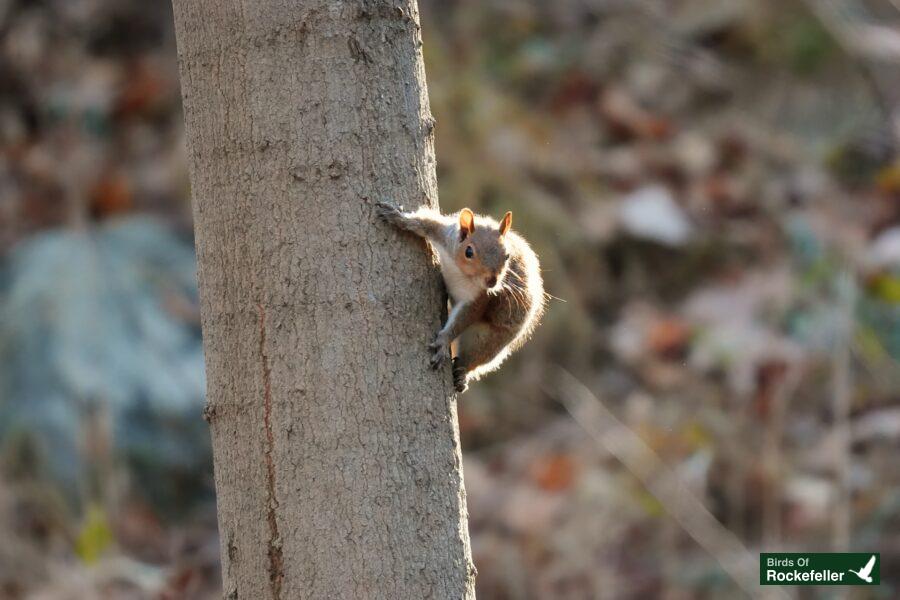 A squirrel is climbing up the trunk of a tree.