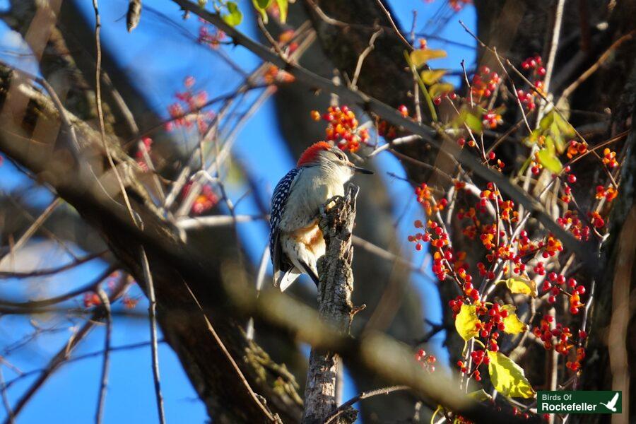 A bird perched on a branch with red berries.