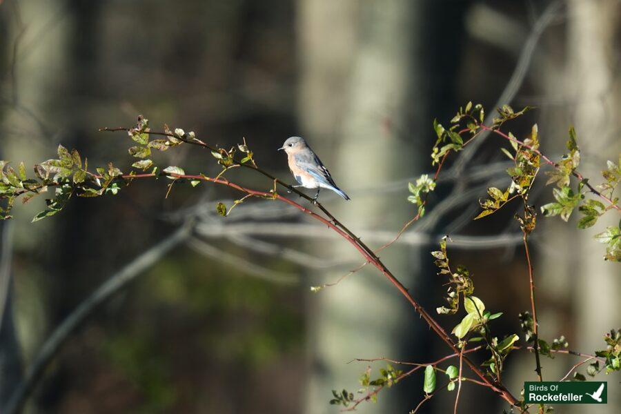 A blue bird perched on a branch in the woods.