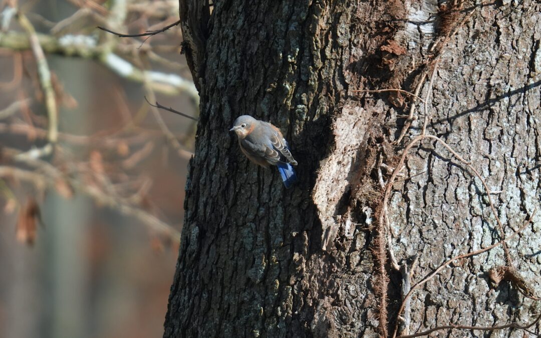 Eastern Bluebird – Rockefeller State Park Preserve