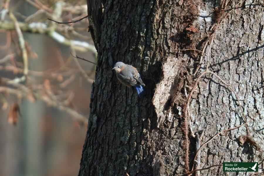 A bluebird perched on the trunk of a tree.