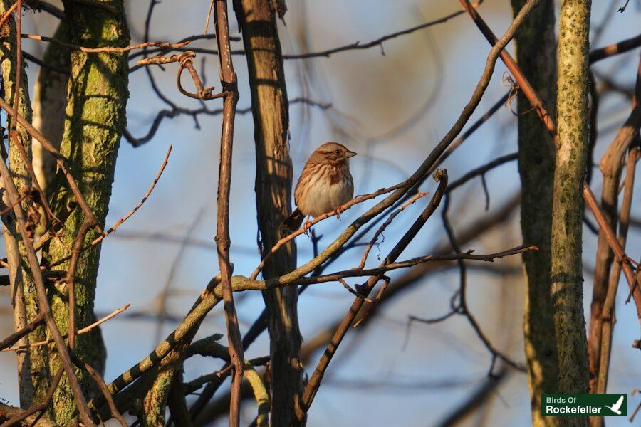 A bird perched on a branch in a tree.