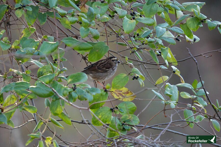 A bird perched on a branch.