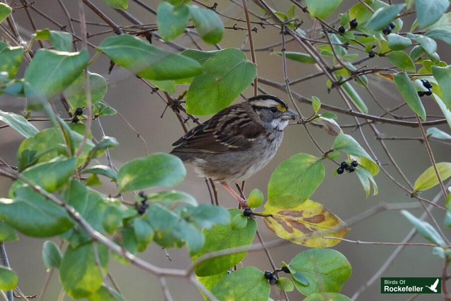 A small bird perched on a branch with leaves.