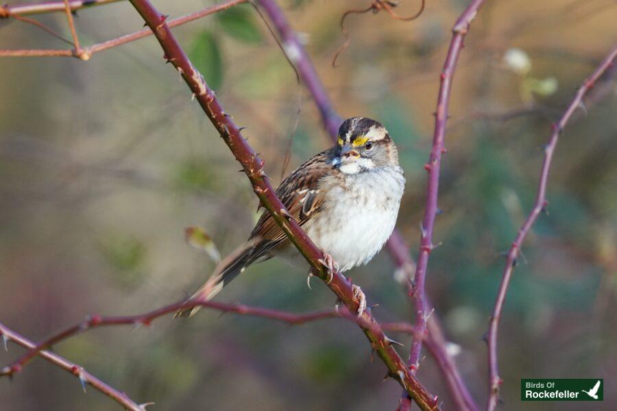 A small brown bird perched on a branch.