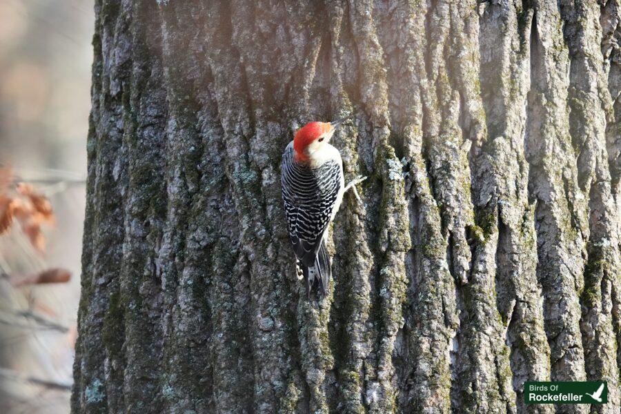 A red bellied woodpecker is perched on the trunk of a tree.