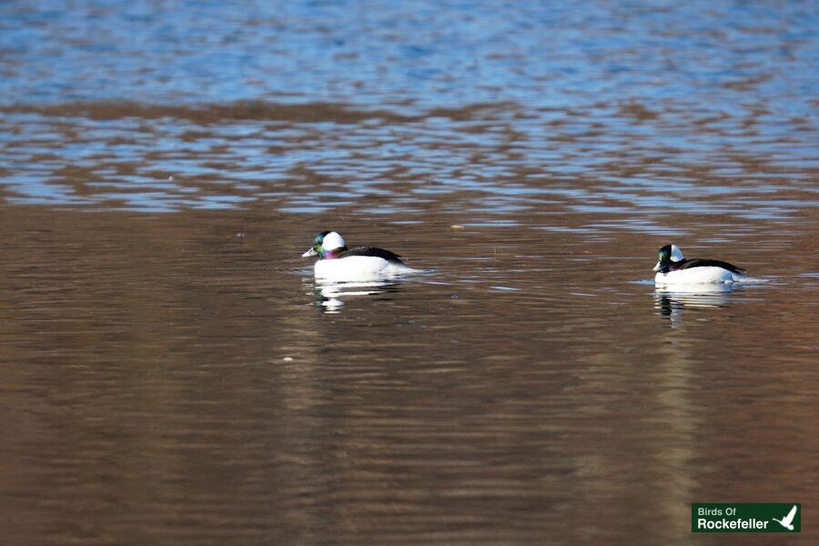 Two ducks swimming in a body of water.