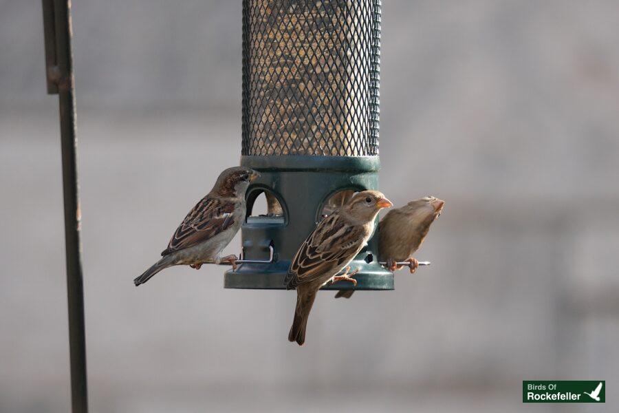 Three birds sitting on a bird feeder.