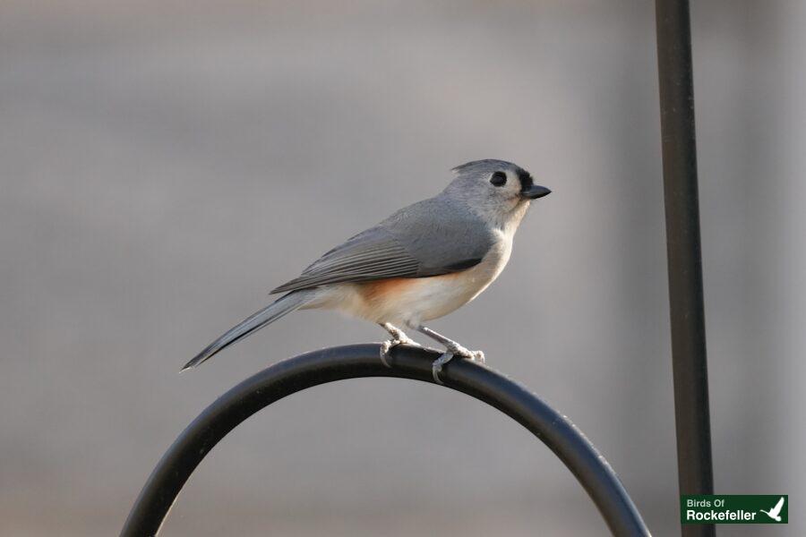 A small bird sitting on top of a metal pole.