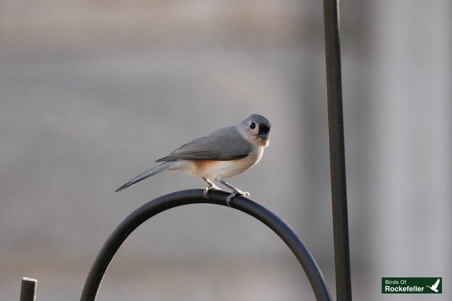 A bird perched on a metal rod.