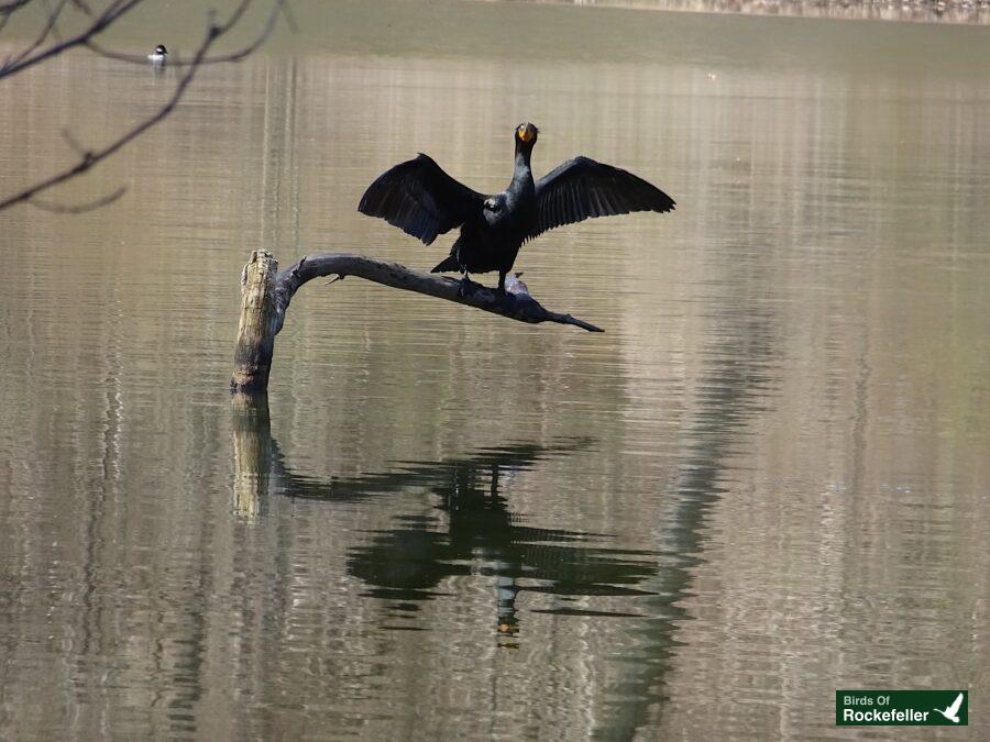 A cormorant perched on a branch in the water.