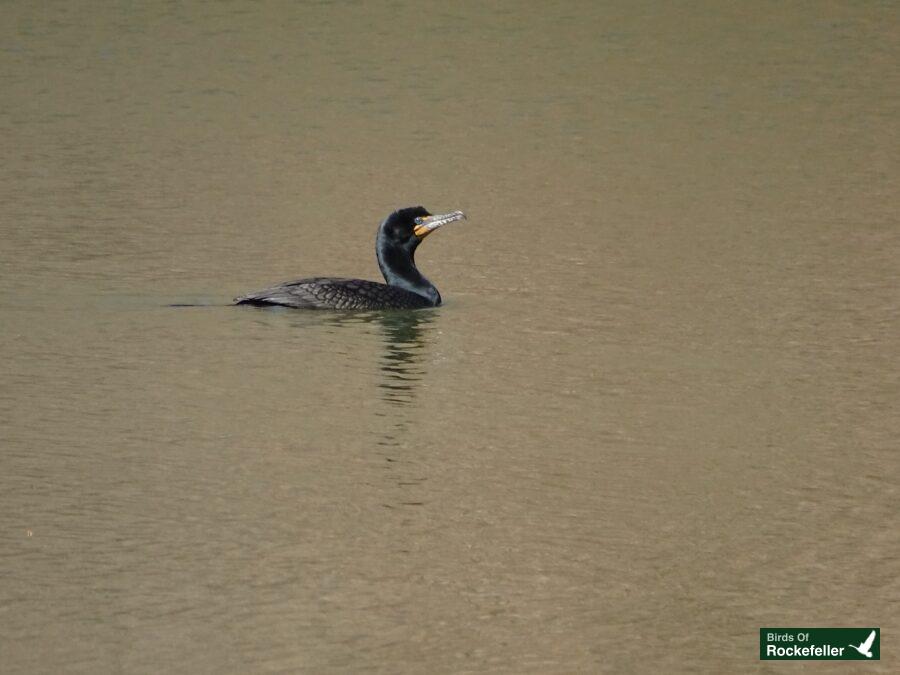 A cormorant swimming in a body of water.