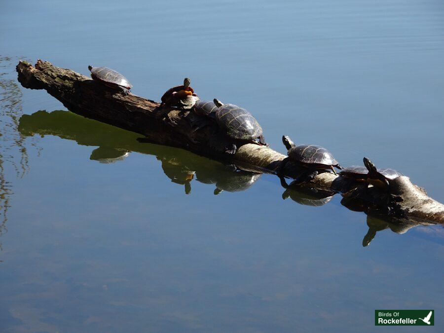 A group of turtles sitting on a log in the water.