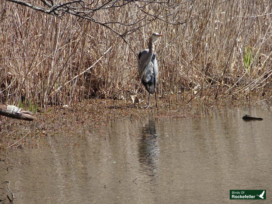 A blue heron standing in a pond with reeds.