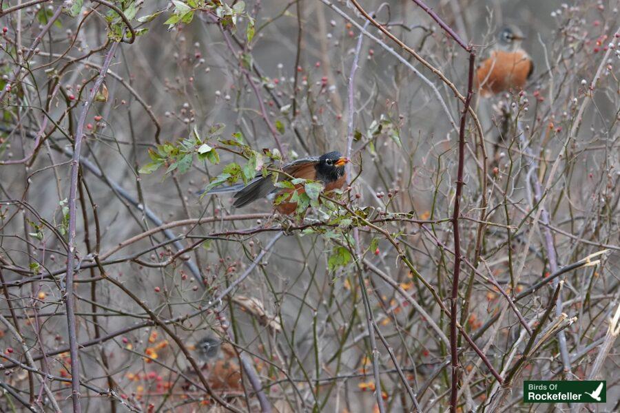 Two birds perched on a branch in the woods.