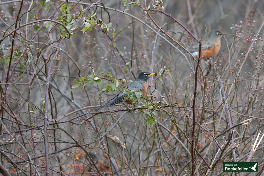 Two birds perched on branches.