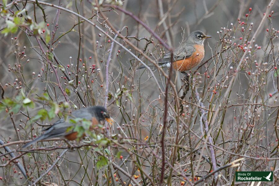 Two birds perched on a branch.