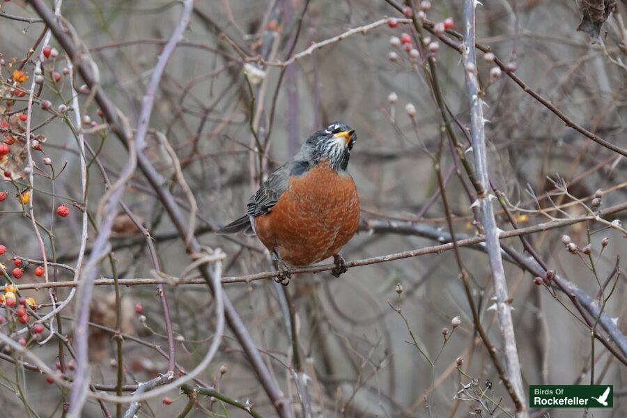 A bird perched on a branch with berries.