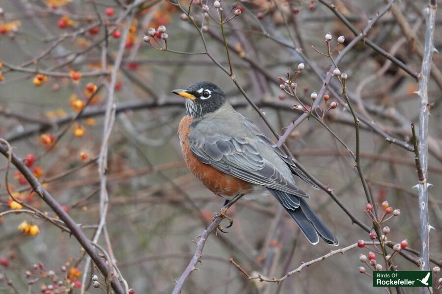 A robin perched on a branch with berries.