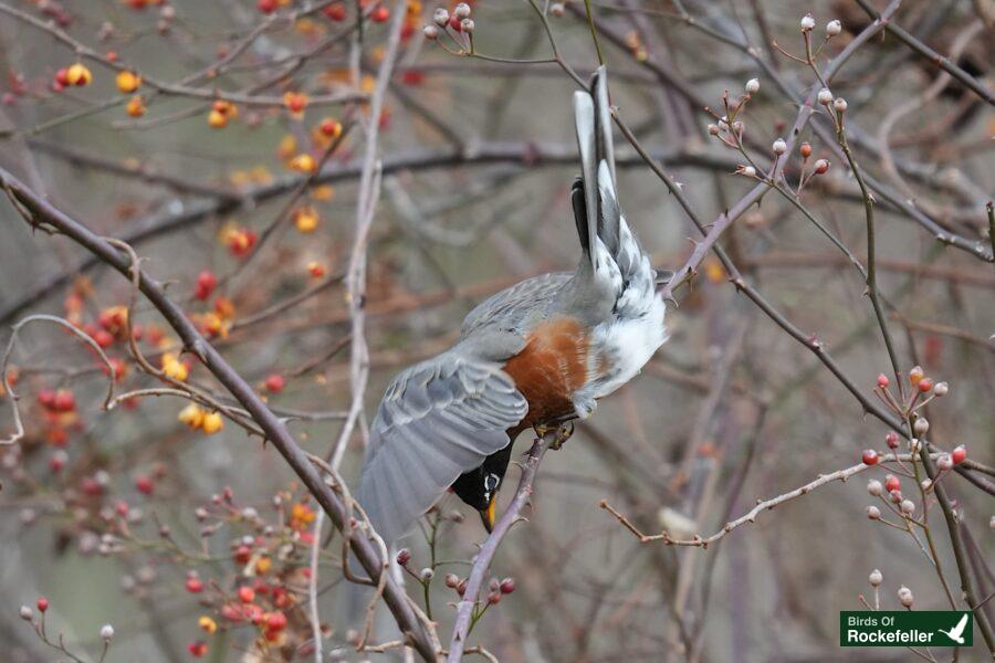 A bird is perched on a branch with berries.