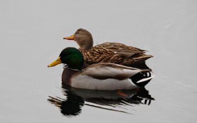 Mallard Ducks – Rockefeller State Park Preserve