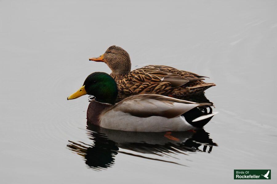 Two ducks swimming in a body of water.