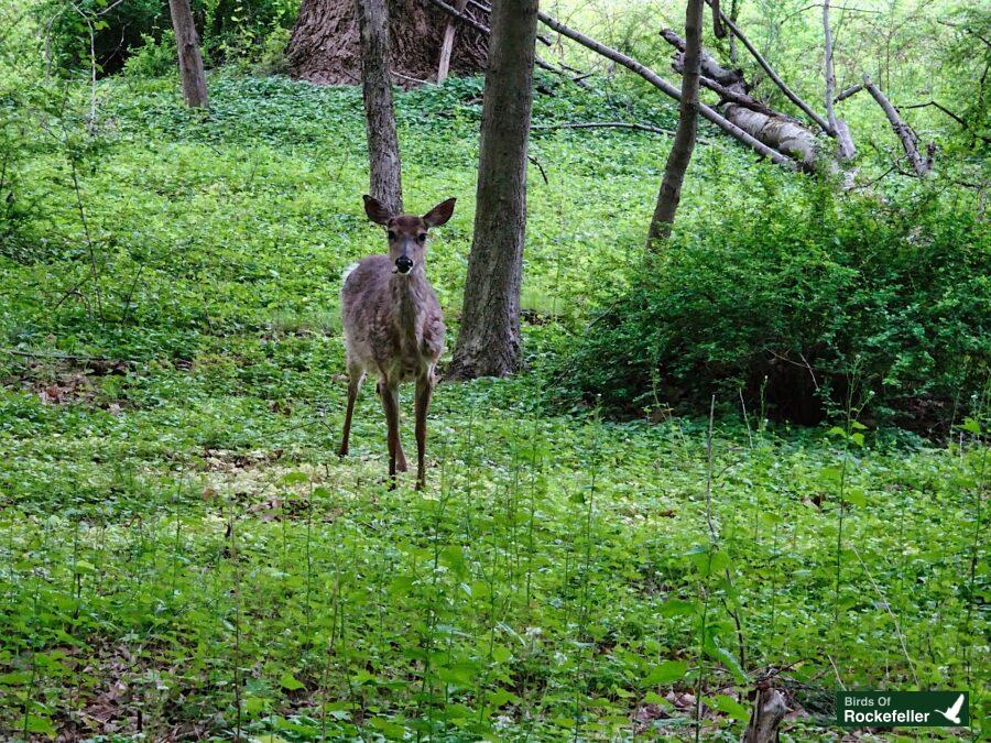 A deer is standing in the middle of a wooded area.