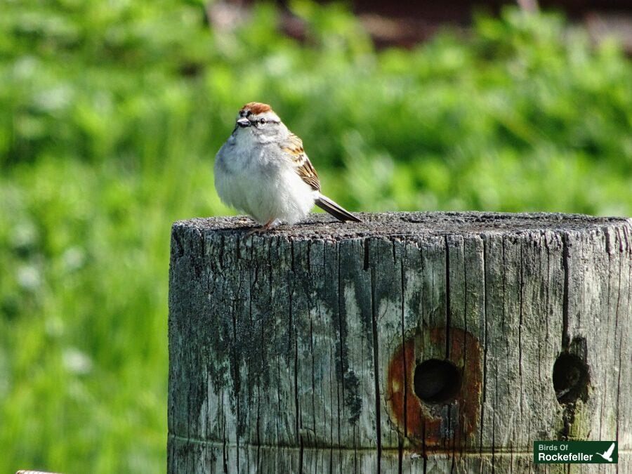 A white and brown bird perched on a wooden post.