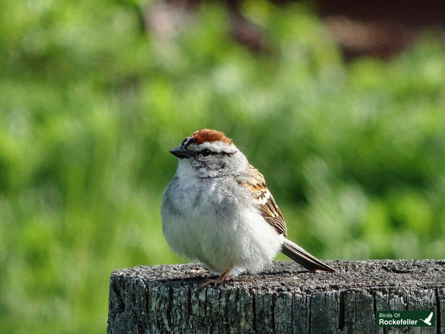 A small bird is sitting on top of a wooden post.