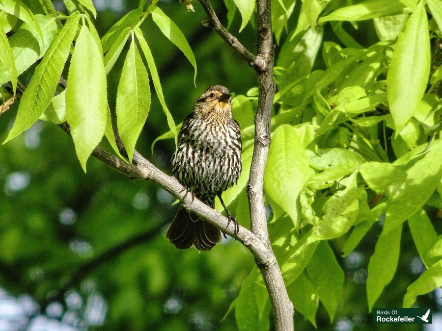 A bird is sitting on a branch in a tree.