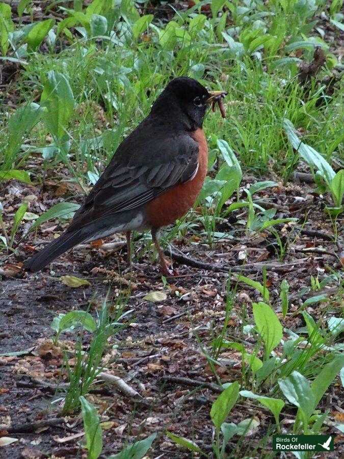 A black and orange bird standing on the ground.