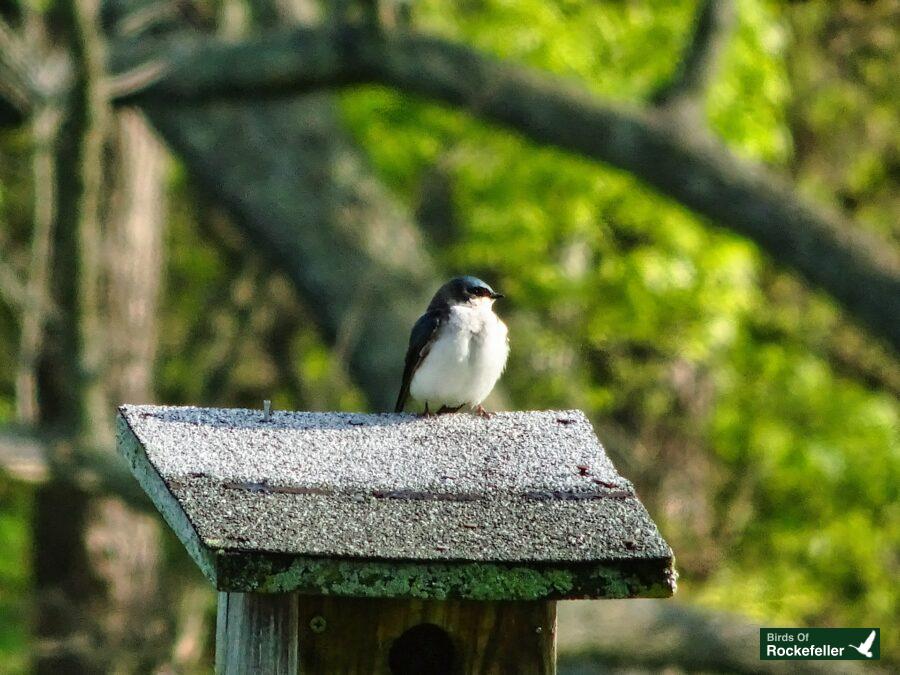 A bird perched on top of a birdhouse.